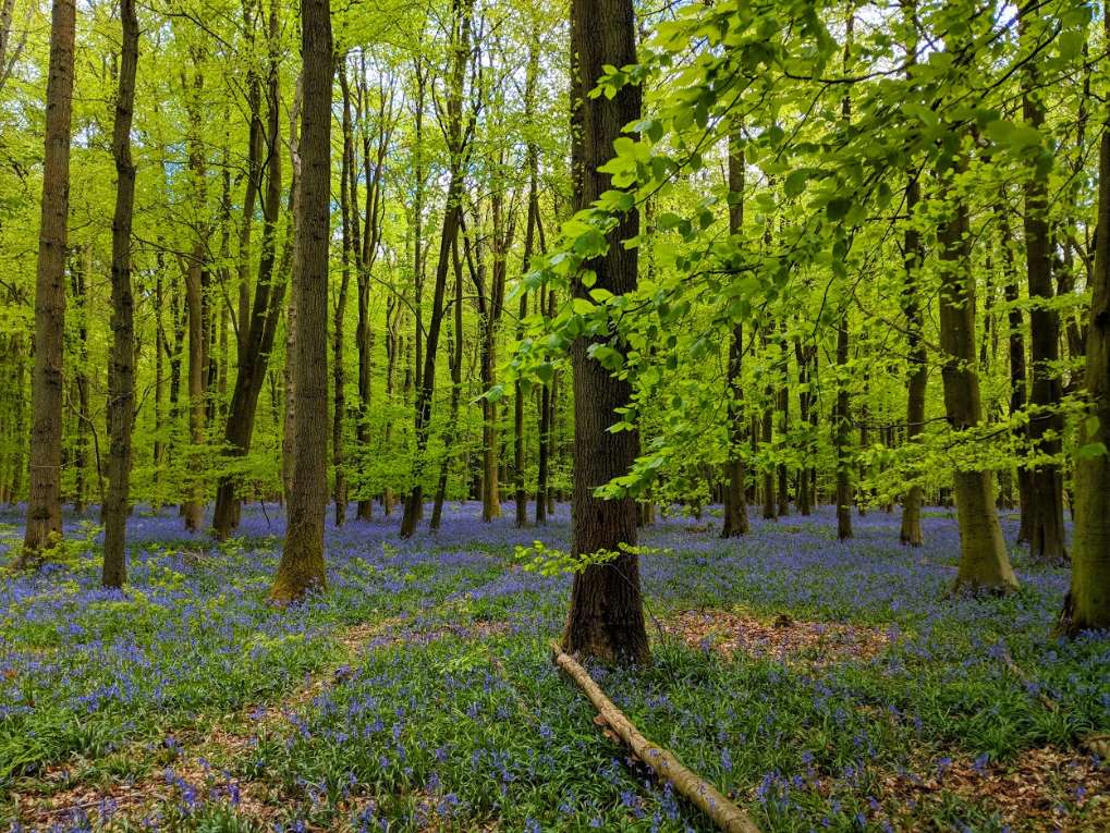 Bluebells at Ashridge Ashridge, Hertfordshire,United Kingdom, sent by Brian Gaze