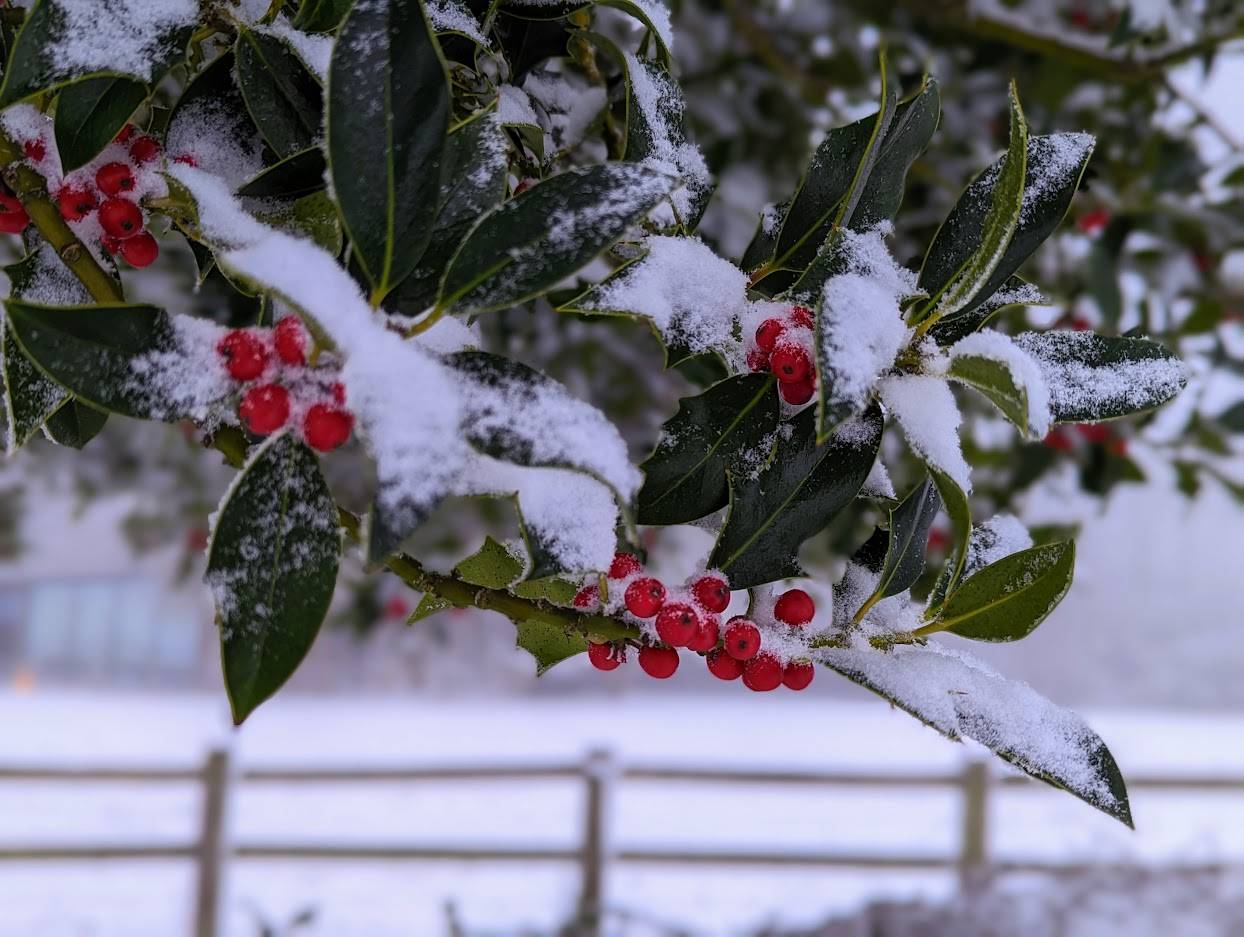 Near to Berkhamsted. Snow covered holly berries. Posted by Brian Gaze
