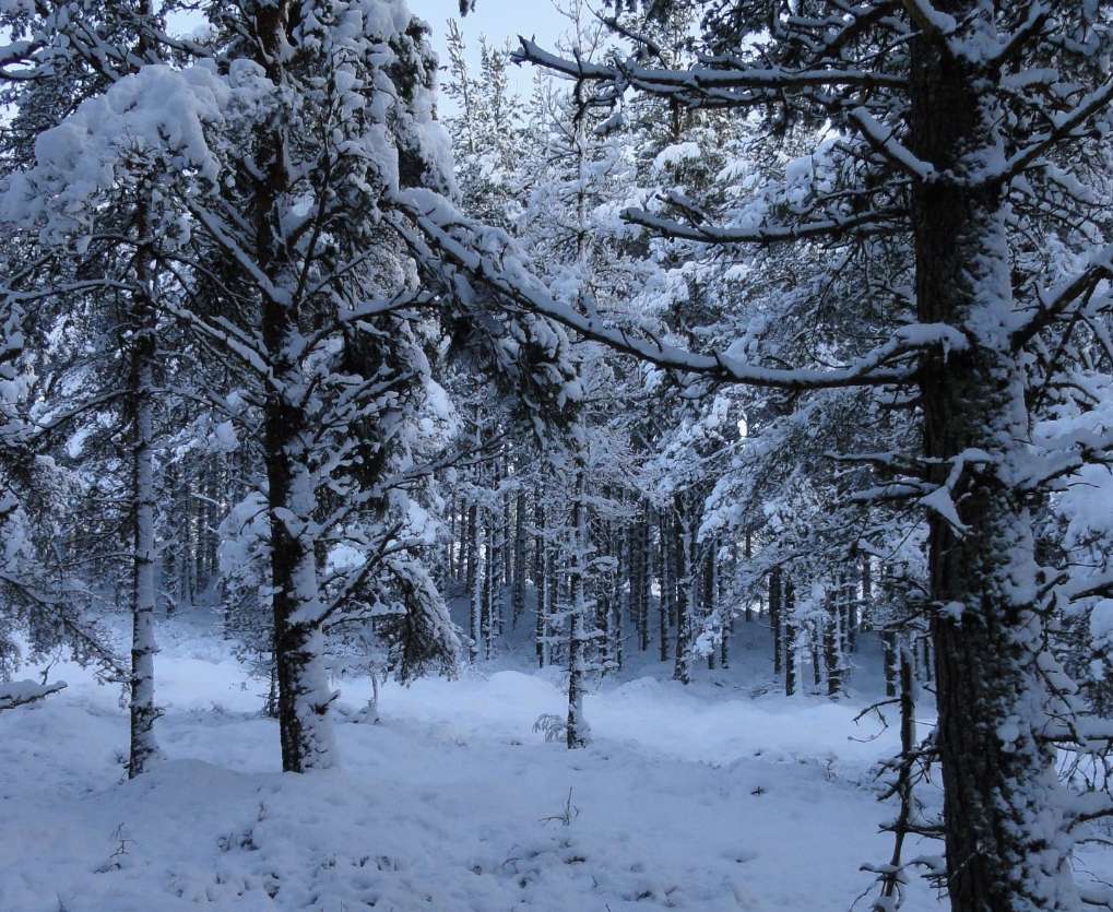 Woodland, RSPB Reserve, Loch Garten 14 Jan. Posted by slowoldgit