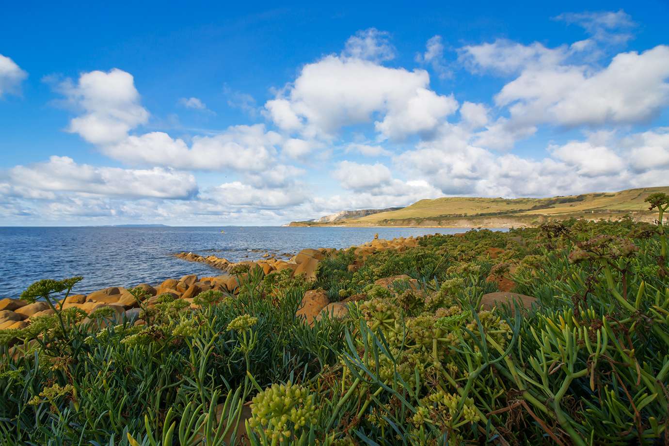 Rock Samphire. Posted by JurassicCoast