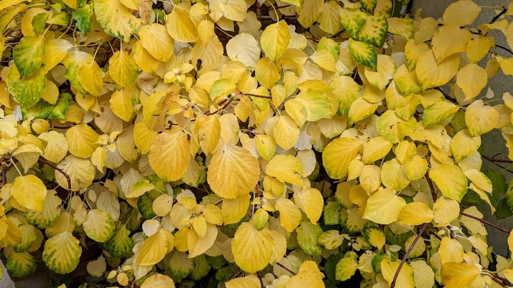 Bright autumnal colours on display. Posted by Brian Gaze