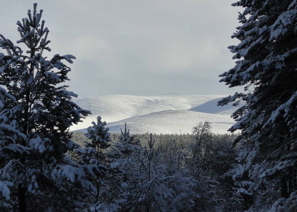 Cairngorm range, seen from woodland, Rothirmurchus, 12 Feb '18 Aviemore, Strathspey,NE Scotland, sent by slowoldgit