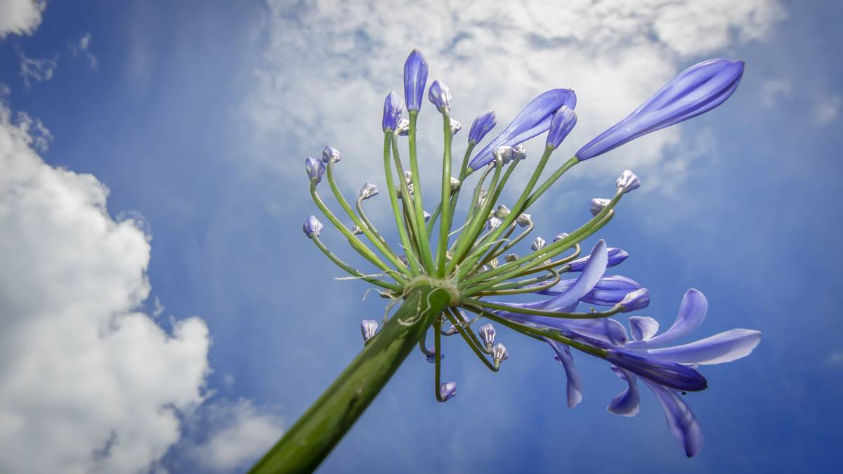 Reach For The Sky - Agapanthus. Posted by JurassicCoast
