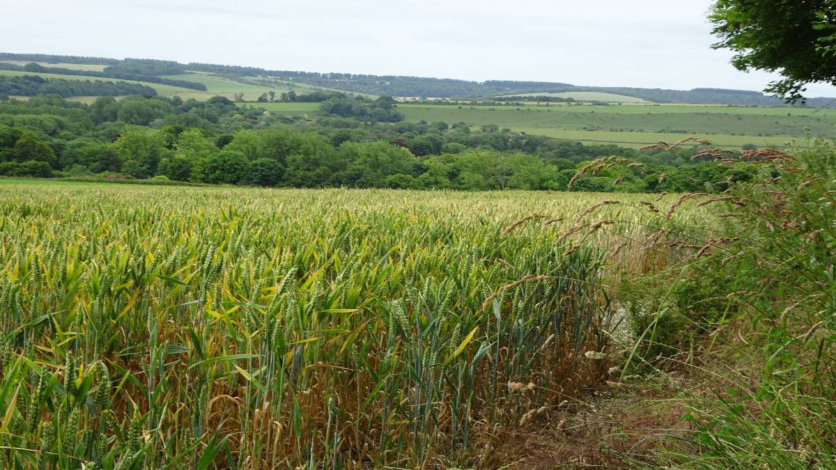 Wheat ripening, hedgebank grasses tall and seeds forming, Chalk Downs, humid, wind from SW. 3 July 24. Posted by slowoldgit