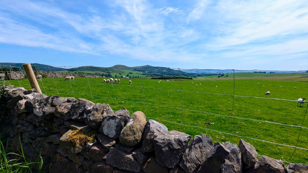 Sheep in the Yorkshire Dales finally enjoying a spot of sunshine. Posted by Brian Gaze