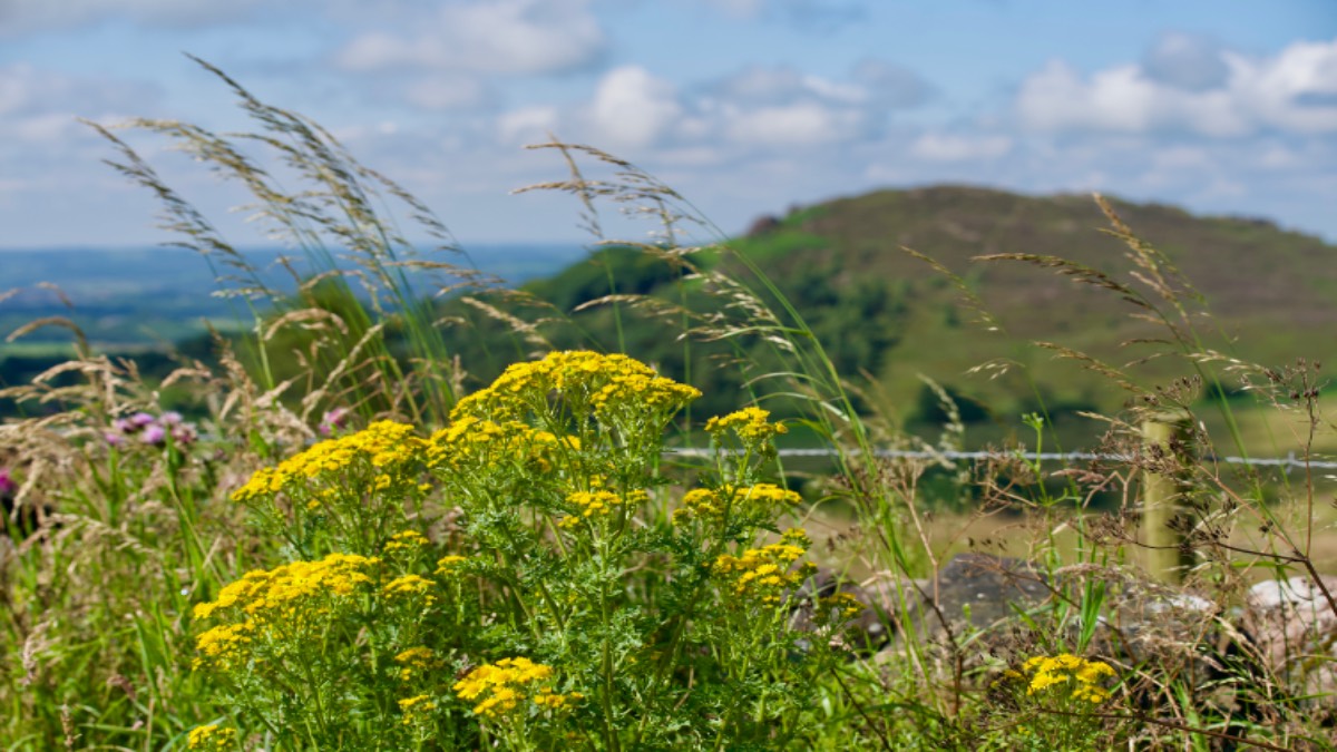 Nice morning on the Roaches. Posted by toppiker60