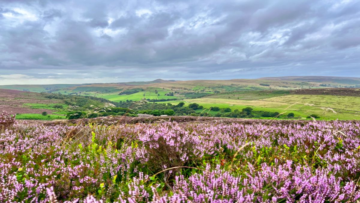 Purple season for the moorlands. Posted by toppiker60