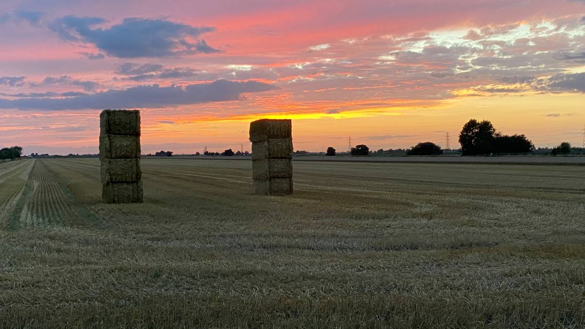 Still standing after Lilian swept on by. Sunset sentinels. Posted by Windy Willow