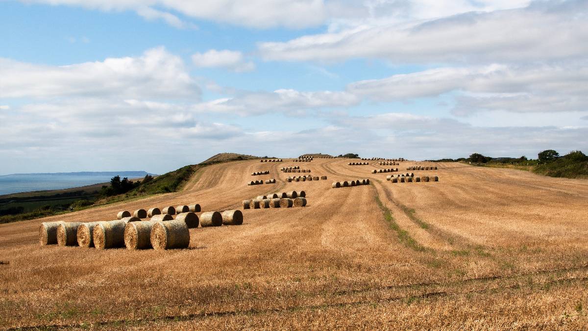 Near to Kimmeridge. Farmers Art. Posted by JurassicCoast