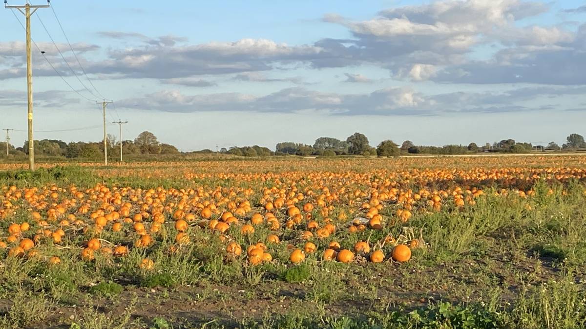 Pumpkin patch. Posted by Windy Willow