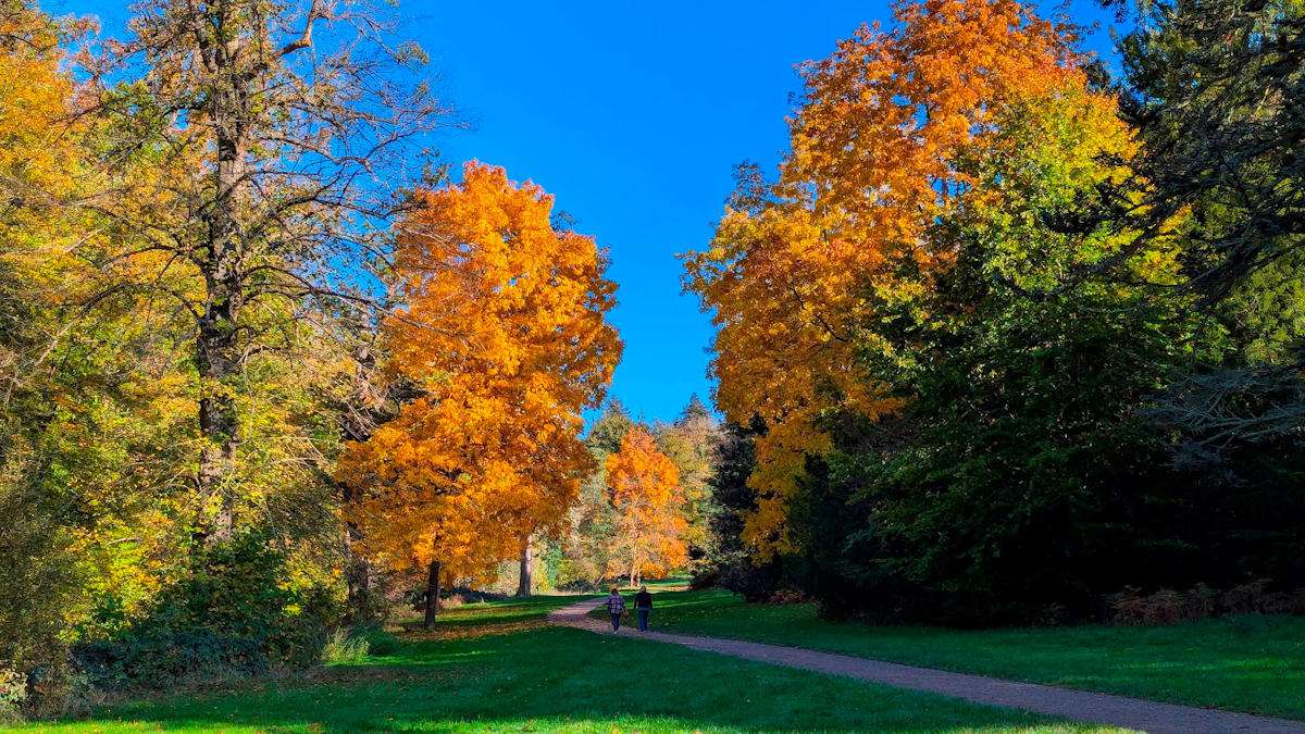 Spectacular autumnal colours in Virginia Water. Posted by Brian Gaze