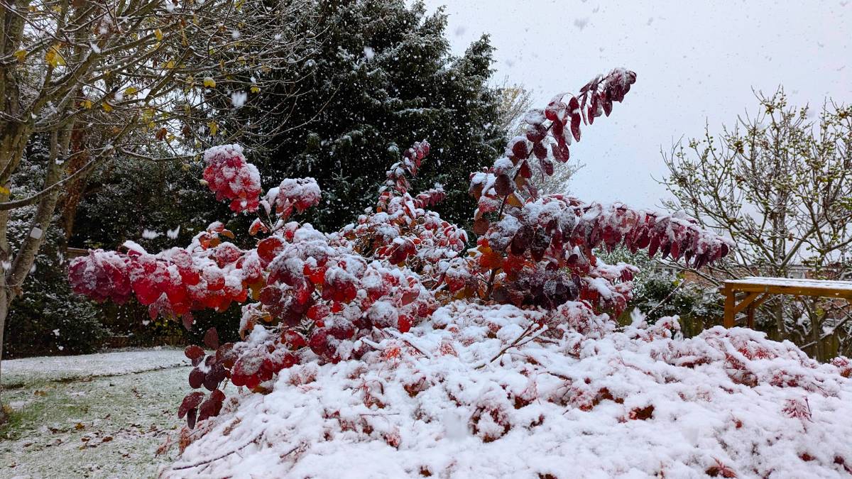 Autumn and winter at the same time. Posted by Brian Gaze